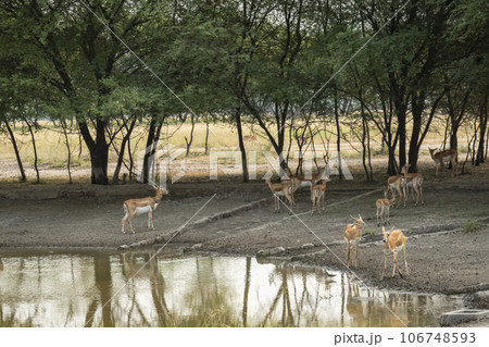 large herd or group of wild blackbuck or antilope cervicapra or indian antelope family near waterhole to quench thirst at tal chhapar sanctuary churu rajasthan india asia 106748593