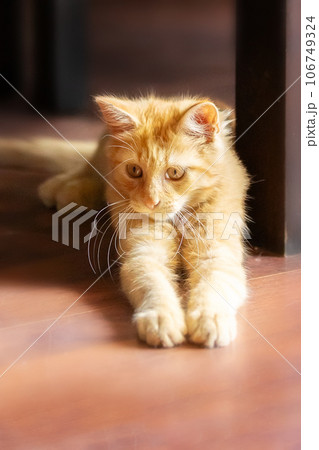 Portrait of Playful Ginger cat lying on the floor 106749324