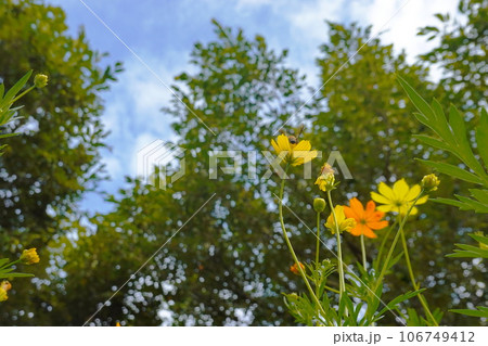 Yellow cosmos flowers and blue sky with white clouds in the background. 106749412
