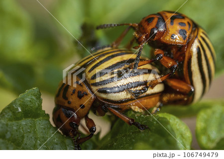 Two Colorado beetles eat potatoes Two Colorado beetles eat potatoes 106749479