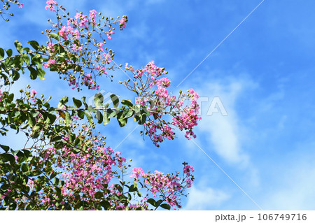 サルスベリの花 106749716