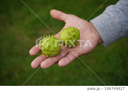 detail of a man's hand holding a chestnut in its spiked shell in his palm. detail of a man's hand holding a chestnut in its spiked shell in his palm. 106749827