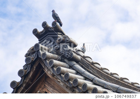 鳩 ハト 日本建築 106749837