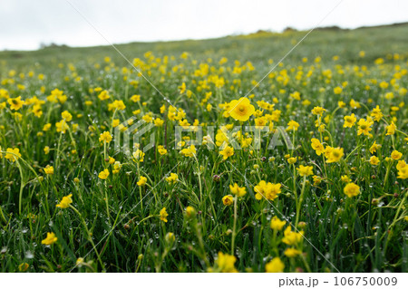 Persian buttercup in high altitude grassland Persian buttercup in high altitude grassland 106750009