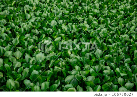 Green water hyacinth in pond Green water hyacinth in pond 106750027