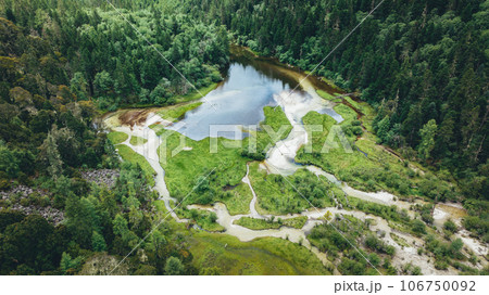 Pine trees in beautiful forest landscape 106750092