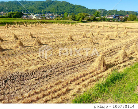 稲刈りが終わった田んぼ 稲刈りが終わった田んぼ 106750114