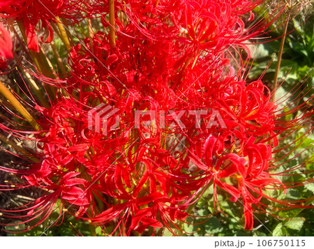 朱色の彼岸花 106750115