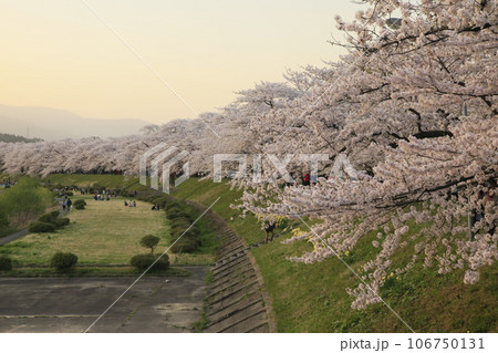 夕やみ迫る桧木内川沿いの桜並木 106750131