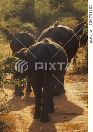 Family of Elephants on the Road During Safari Tour 106751109