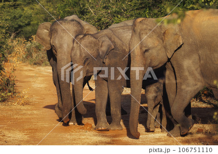 Family of Elephants on the Road During Safari Tour. Uda Walawe Sri Lanka Family of Elephants on the Road During Safari Tour. Uda Walawe Sri Lanka 106751110