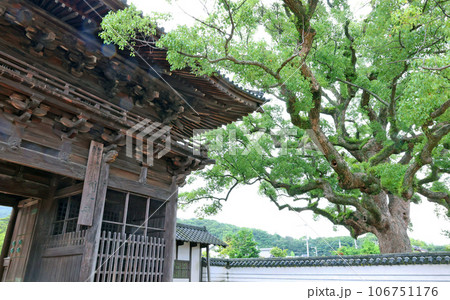 周防国分寺の楠 周防国分寺の楠 106751176