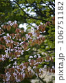 葉桜 106751182