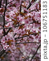 満開な桜 106751183