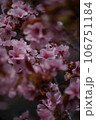 桜の奥にある桜 106751184