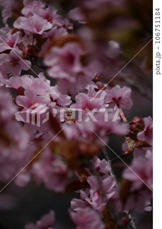 桜の奥にある桜 桜の奥にある桜 106751184