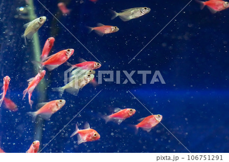 Ornamental fish in blue water in an aquarium 106751291