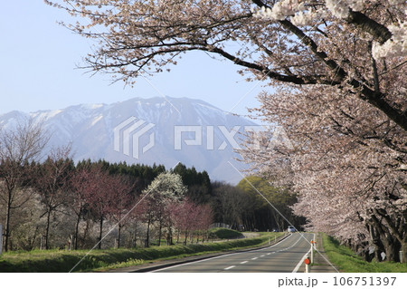 満開の桜並木と岩手山 満開の桜並木と岩手山 106751397