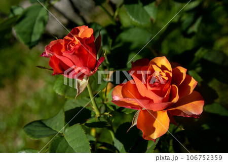 薔薇 バラ科 バラ 106752359
