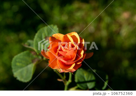 薔薇 バラ科 バラ 106752360