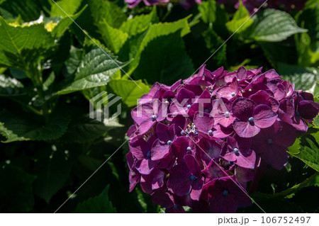 紫陽花 アジサイ あじさい 106752497