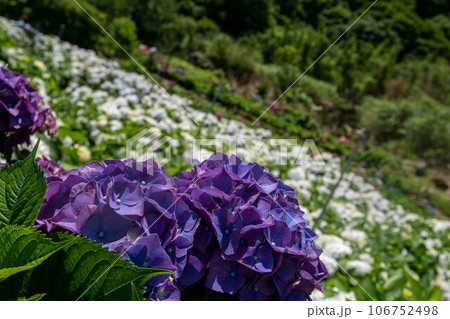 紫陽花 アジサイ あじさい 106752498