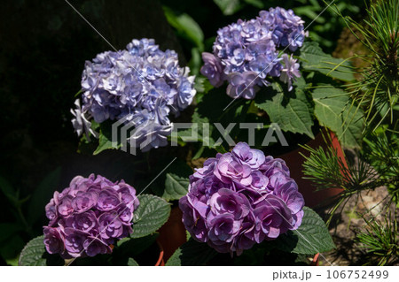 紫陽花 アジサイ あじさい 106752499