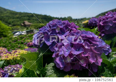 紫陽花 アジサイ あじさい 106752561