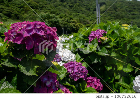 紫陽花 アジサイ あじさい 106752616