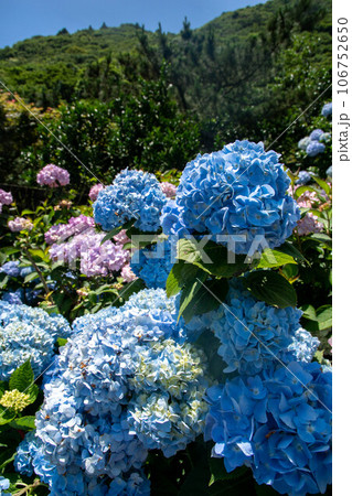 紫陽花 アジサイ あじさい 106752650