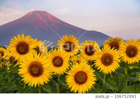 《山梨県》夏の富士山と満開のひまわり畑・花の都公園 《山梨県》夏の富士山と満開のひまわり畑・花の都公園 106752891