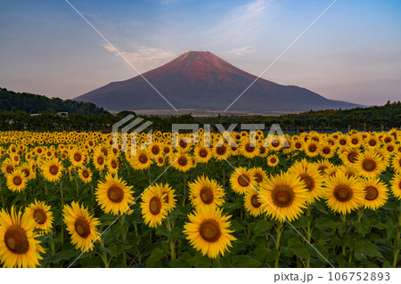 《山梨県》夏の富士山と満開のひまわり畑・花の都公園 《山梨県》夏の富士山と満開のひまわり畑・花の都公園 106752893