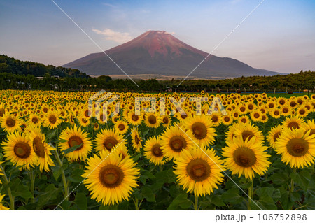《山梨県》夏の富士山と満開のひまわり畑・花の都公園 106752898