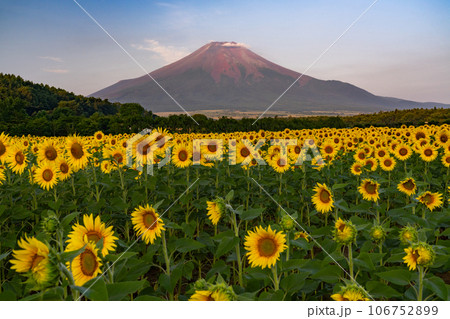 《山梨県》夏の富士山と満開のひまわり畑・花の都公園 106752899