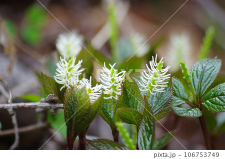 春の登山道脇を飾るヒトリシズカ 106753749