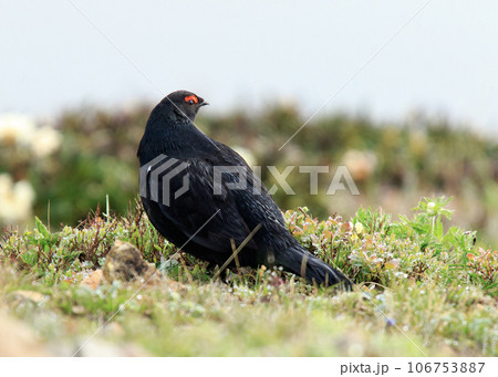 Caucasian Grouse 106753887