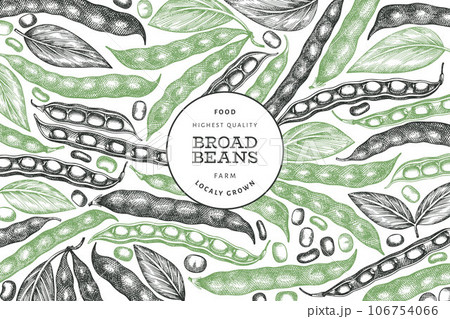 Hand drawn broad beans design template. Organic fresh food vector illustration. Retro pods illustration. Engraved botanical style cereal background. Hand drawn broad beans design template. Organic fresh food vector illustration. Retro pods illustration. Engraved botanical style cereal background. 106754066