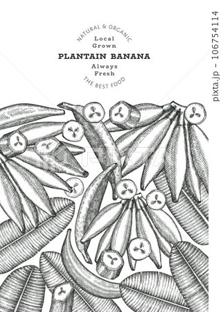Hand drawn sketch style plantain banner. Organic fresh fruit vector illustration. Retro exotic banana fruit design template 106754114
