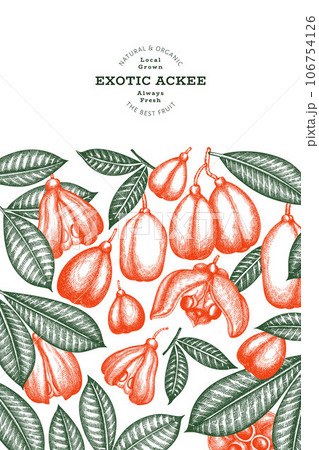 Hand drawn sketch style ackee banner. Organic fresh food vector illustration. Retro exotic fruit design template. Engraved style botanical background. 106754126