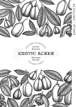 Hand drawn sketch style ackee banner. Organic fresh food vector illustration. Retro exotic fruit design template. Engraved style botanical background. Hand drawn sketch style ackee banner. Organic fresh food vector illustration. Retro exotic fruit design template. Engraved style botanical background. 106754134