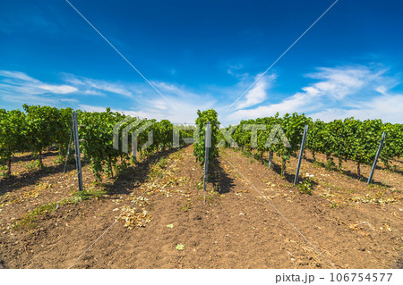 Rows of green vines in a vineyard in rural Moldova 106754577