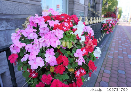 【北海道】フェンスに掛けられた、満開のアフリカホウセンカの鉢植え(札幌) 【北海道】フェンスに掛けられた、満開のアフリカホウセンカの鉢植え(札幌) 106754790