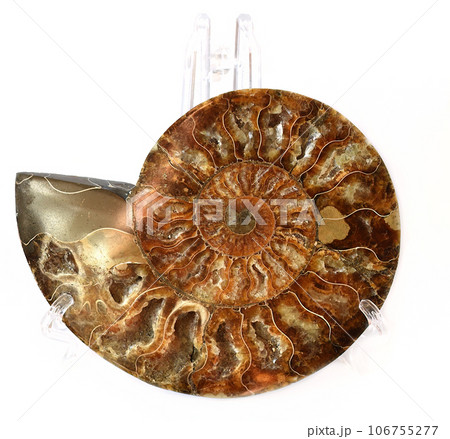 Ancient fossil ammonite on white background Ancient fossil ammonite on white background 106755277