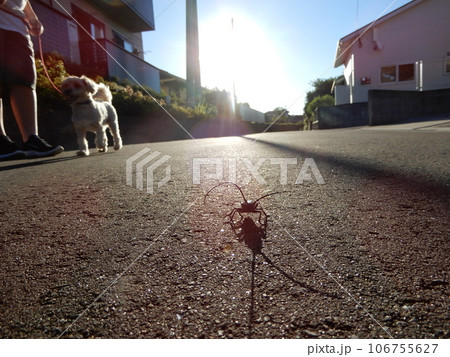 カミキリムシ カミキリムシ 106755627