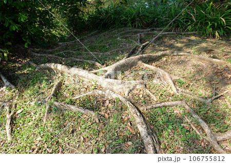 Large Old Tree Roots on Soil Ground Green Garden Large Old Tree Roots on Soil Ground Green Garden 106755812