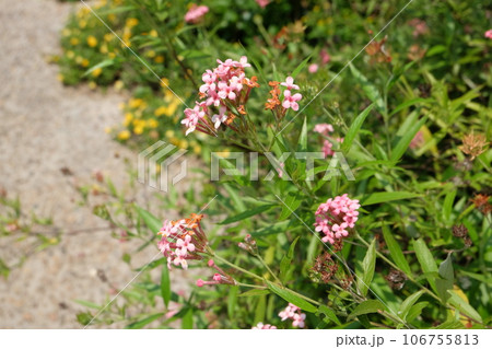 Light Pink Panama Rose in Green Garden Light Pink Panama Rose in Green Garden 106755813
