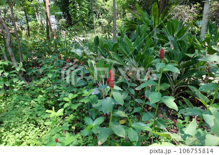 Red Crepe Ginger in Green Garden Red Crepe Ginger in Green Garden 106755814