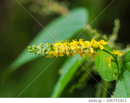 キンミズヒキの黄色い花 106755821