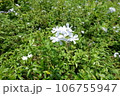 White Cape Leadwort in Green Garden 106755947