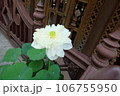 White Lotus Flower in front of Wooden House Green Garden Thailand No People 106755950